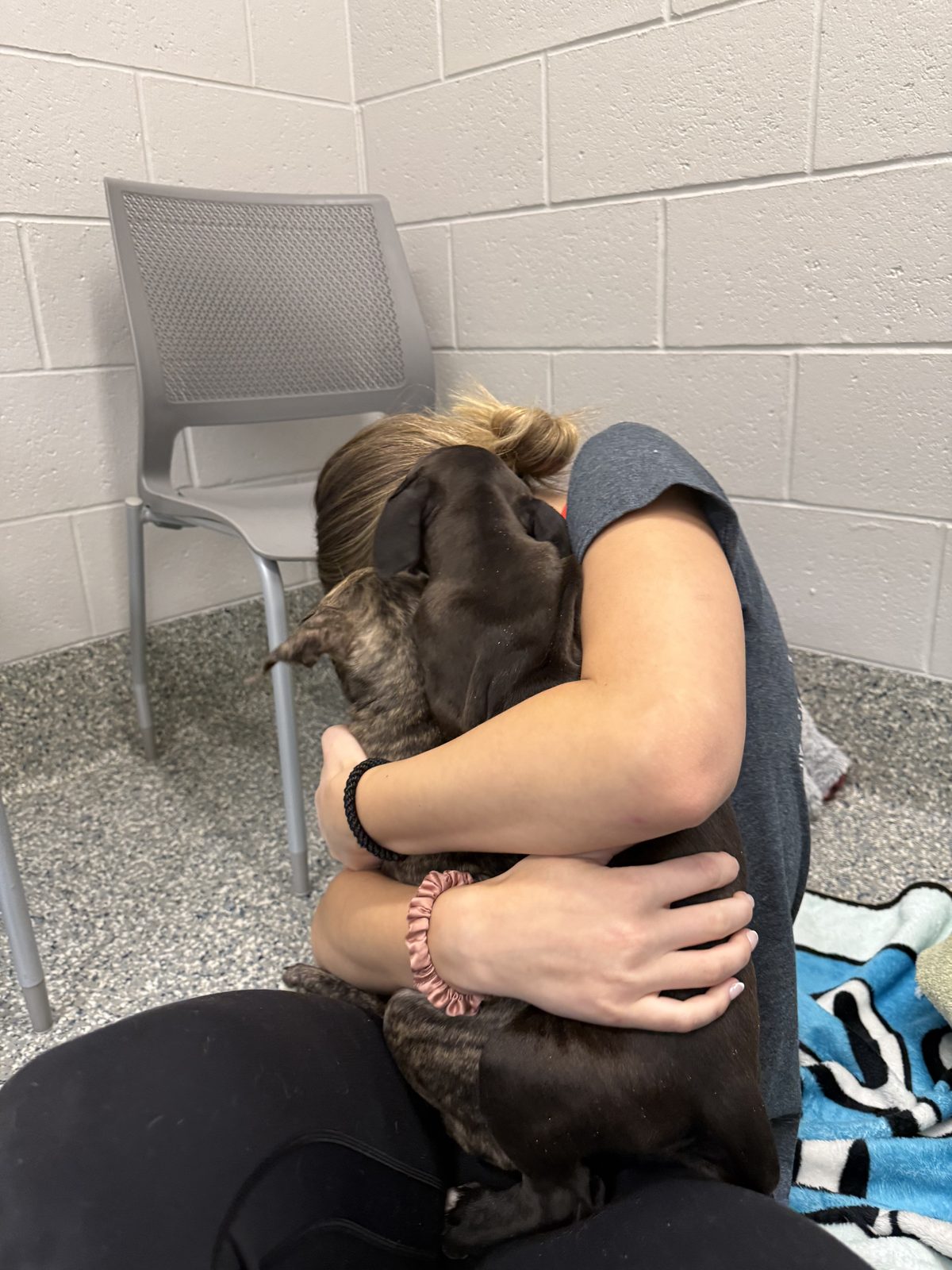 Addison Nurturing Rescue Dogs at Friends for Animals of Metro Detroit
